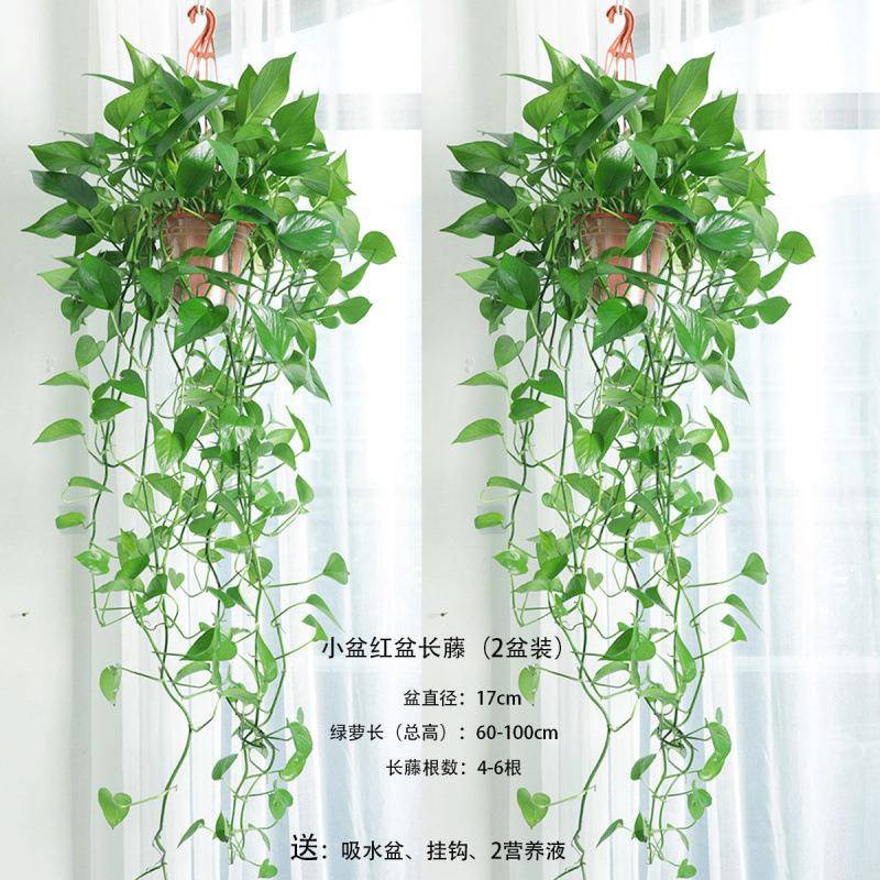 长藤绿13475萝水培绿长萝藤款萝萝特大超长藤绿室内大型植物绿除