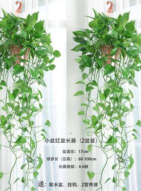 长藤绿13475萝水培绿长萝藤款萝萝特大超长藤绿室内大型植物绿除