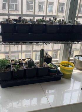 带轮子网格花架可移动架带辘兰花多肉盆室73217景君子兰鱼缸轱内