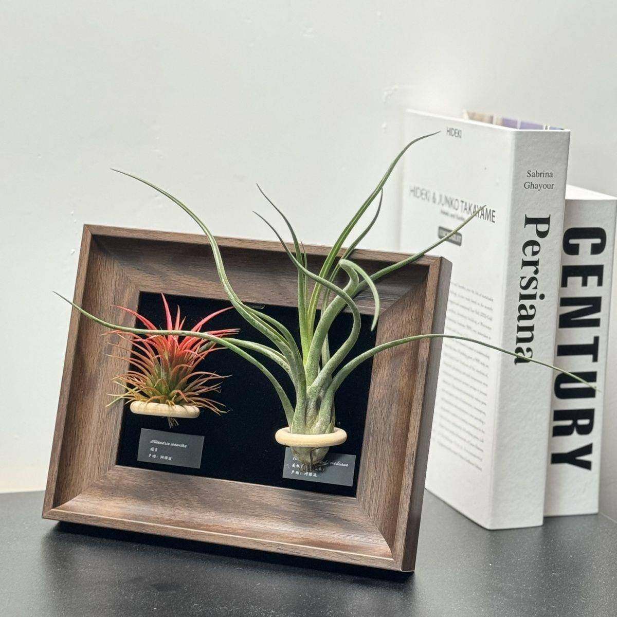 ni风复古装饰画空气s梨相ceEDyADS框客餐厅中古vint凤age挂墙绿植,家居饰品,现代装饰画,淘宝优惠券,粉丝福利购,淘宝优惠卷