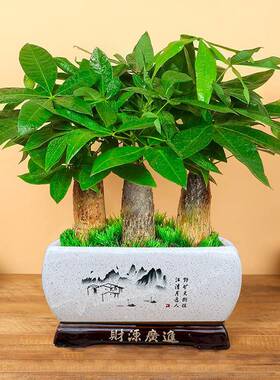 财树盆栽客AA655628大棵室室发内招财桌面植物开业送礼厅前台大型
