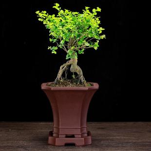 宜兴花紫333砂盆方形盆景盆带底座老庄绿松植松柏文竹黑盆栽园艺