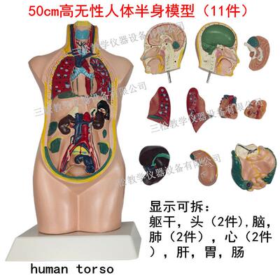 体半模型幼儿园发现室器人材儿认识人体身结构童探33201-6究模型