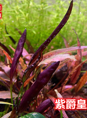 紫爵星冠鱼缸造景中后景草自养水下叶紫色稀有水草淡水生态缸懒人