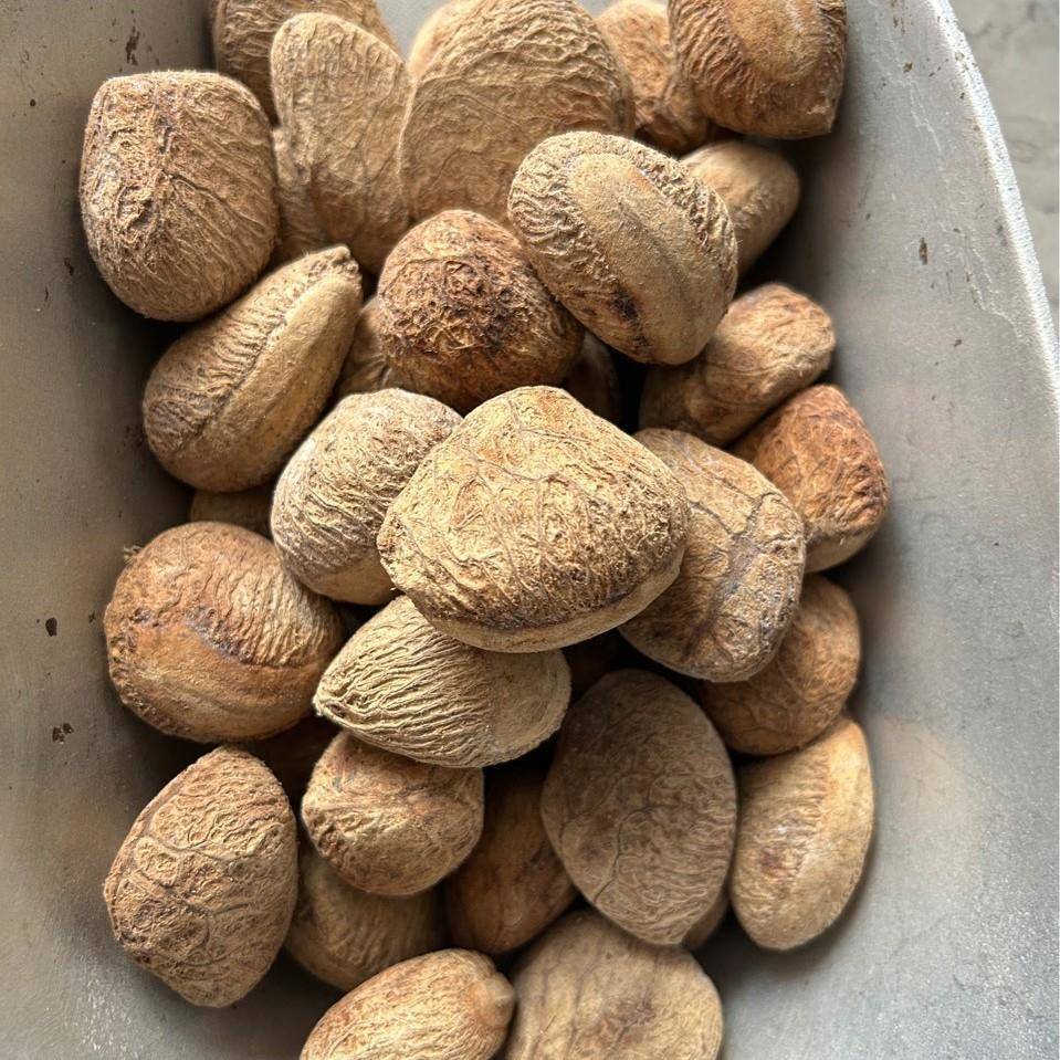 黑Y果果壳风铃料，DI材料MET手工制作溪乐水音疗手摇铃原铛黑果