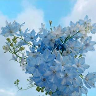 千鸟草飞燕南基地鲜花家用摆摊瑰束婚庆玫云小飞燕搭配真花花鲜切