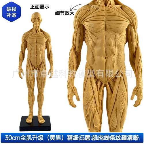 3肉5850cm绘画术参考头骨模型肌色艺用人体肌肉骨骼解剖结构美速