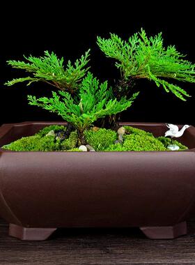 合紫砂花方盆榕盆树室内假山客厅景四方52长形老桩百绿植盆花卉