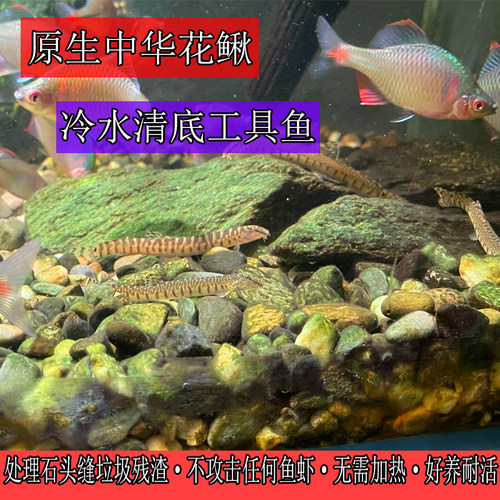 好养冷水观赏鱼原生中华花鳅除藻工具淡水泥鳅小型翻砂清道夫吃粪