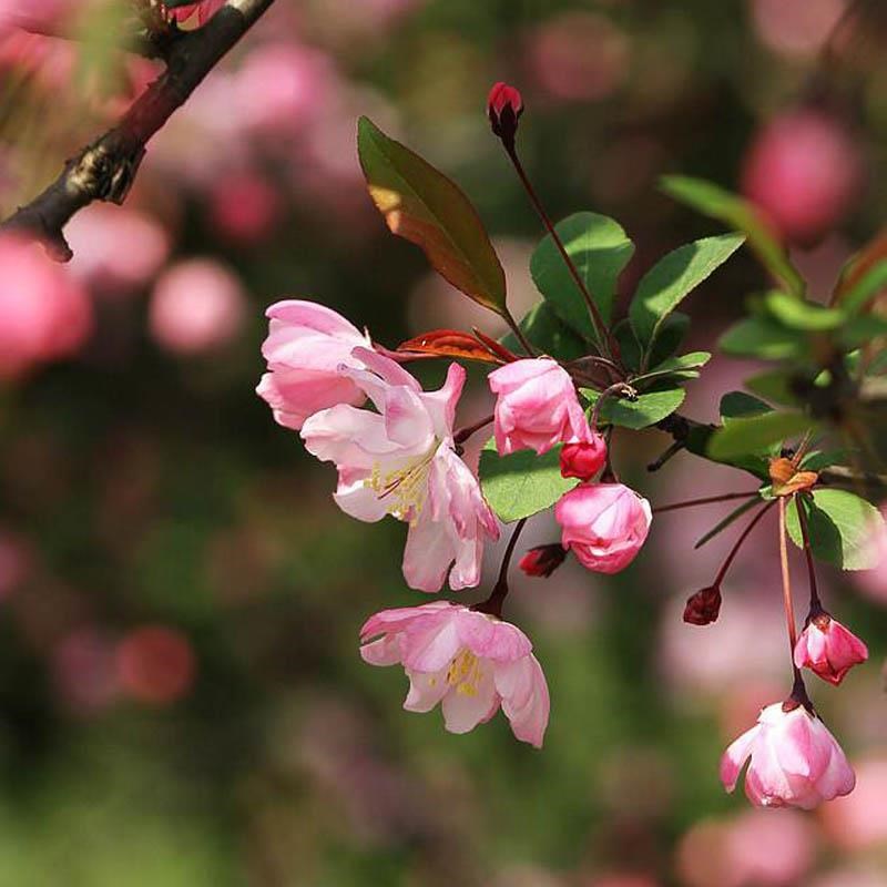 西府海棠花树苗盆栽垂丝海棠大苗海棠苗木本观花花卉植物