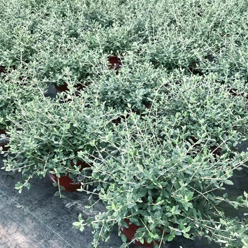 银色水果兰球 花园调色 多年生木本植物耐寒皮实常绿水果兰球包邮