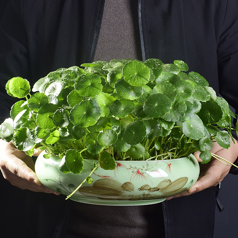 特大号陶瓷水仙花盆塔竹碗莲铜钱草一叶莲无孔水培盆多肉植物拼盘