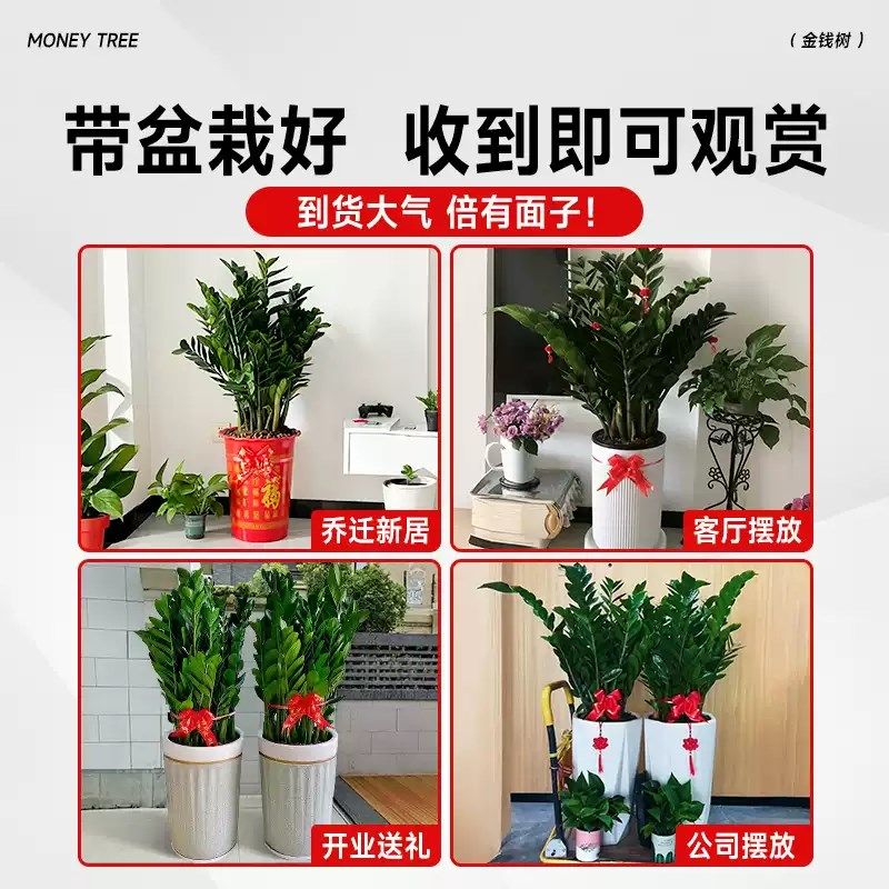 金钱树客厅大花盆摆件客厅办公室内大型绿植盆栽好养高级感钱串子,鲜花速递/花卉仿真/绿植园艺,大型绿植/成品组合盆栽,淘宝优惠券,粉丝福利购,淘宝优惠卷