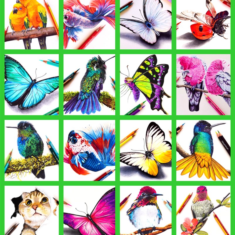 彩铅鸟类为主临摹卡少儿创意美术儿童画彩铅创意画素材范画用卡片