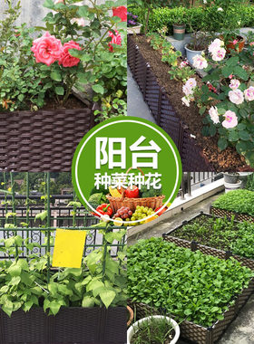 今森特深款葡萄果蔬种植箱家庭有机蔬菜种植槽阳台种菜盆花盆花箱