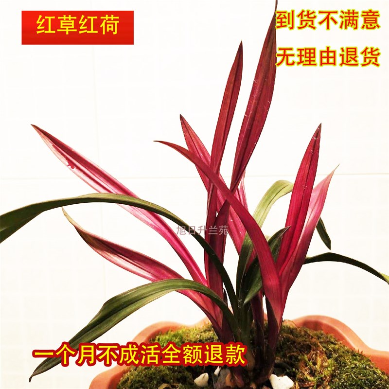 兰花建兰红草红荷铭品高档花卉办公室客厅绿植盆栽兰草花名贵