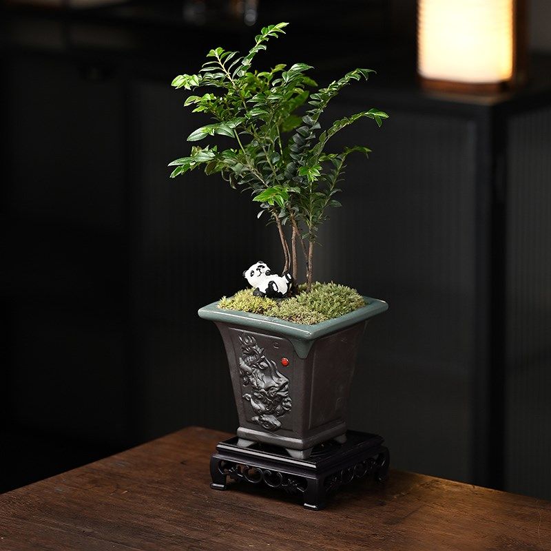 小叶紫檀盆景植物树苗盆栽办公室桌面室内花卉绿植好养活禅意摆件,鲜花速递/花卉仿真/绿植园艺,造型盆景,淘宝优惠券,粉丝福利购,淘宝优惠卷