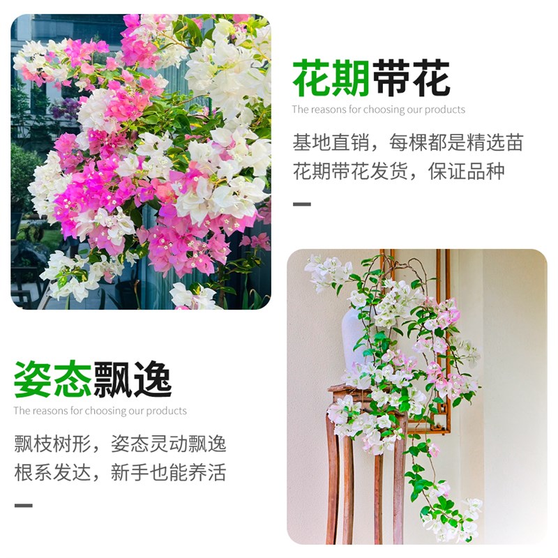 飘枝三角梅盆栽带花重瓣四季开花漳红樱老桩绿樱大苗绿植花卉植物