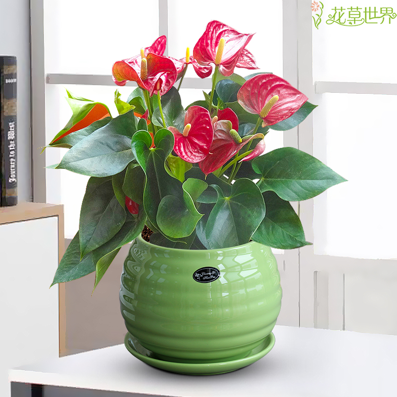 红掌盆栽花烛火鹤花四季常开观花植物多年生室内花卉盆景