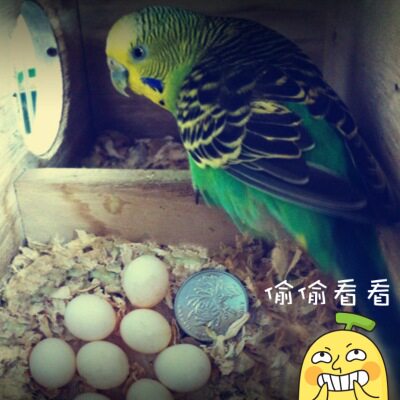 木屑/垫材/鹦鹉/鸟巢  材料生蛋用鹦鹉繁殖刨花天然果木500g