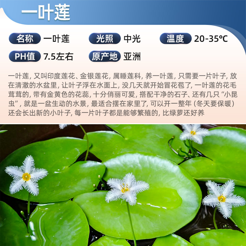 一叶莲浮萍水草植物鱼虾缸净水睡莲水芙蓉和鱼共养水上水培植物