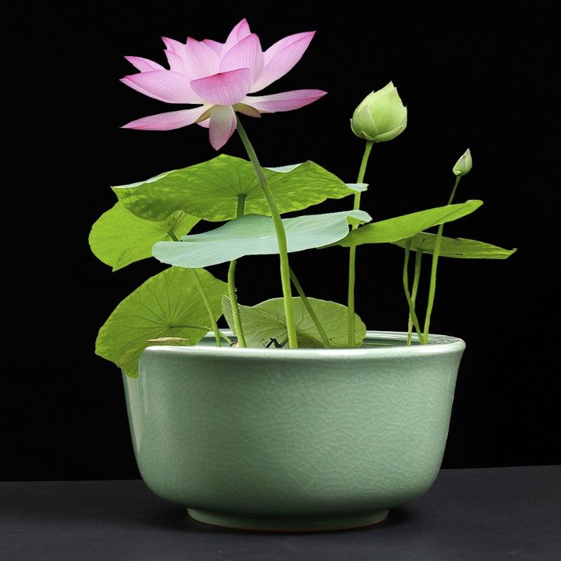 特大号陶瓷鱼缸客厅乌龟缸金鱼缸睡碗莲铜钱草荷花缸花盆无孔超大,鲜花速递/花卉仿真/绿植园艺,花盆,淘宝优惠券,粉丝福利购,淘宝优惠卷