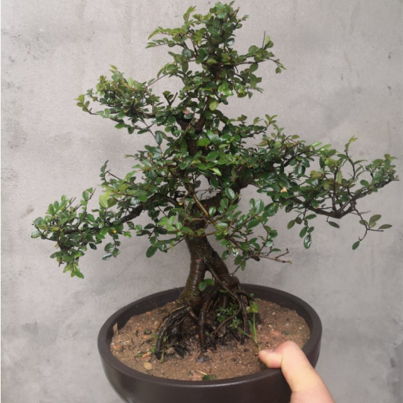 小叶榆树盆景树桩卧室办公室造型盆景美观绿植盆栽净化空气包邮