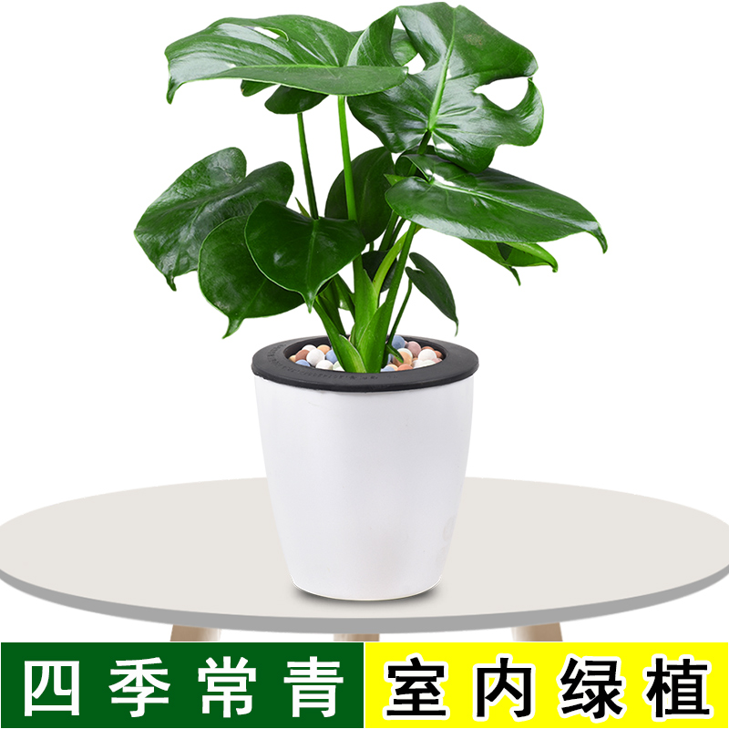 龟背芋植物室内大苗可水培客厅四季桌面绿植土培盆栽办公室除甲醛