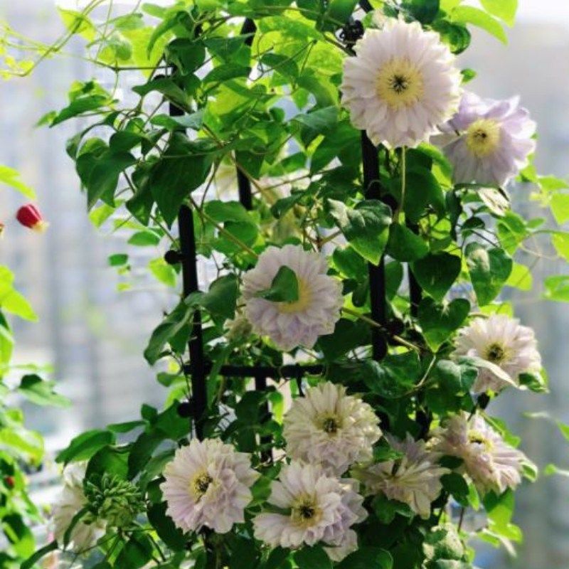 【花芬坊】琉璃铁线莲盆栽爬藤植物小中大苗3类耐热大花藤本花卉,鲜花速递/花卉仿真/绿植园艺,绣球/木绣球/木本植物,淘宝优惠券,粉丝福利购,淘宝优惠卷