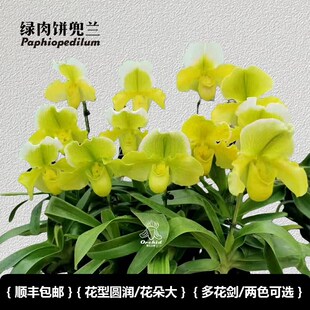 兜兰之家-绿肉饼兜兰 带花苞红肉饼/绿肉饼花期长室内盆栽大花兜