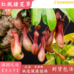 盆栽 包邮 食虫植物捕蝇草茅膏菜瓶子草食人花食虫草 猪笼草大全