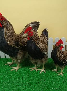 现代时尚摆件仿真鸡羽毛鸡软装饰品田园鸡大母鸡道具农场陈列展厅