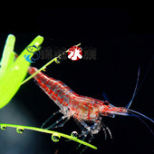 工具虾草缸清洁能手 宠物虾 水族箱清洁 清洁虾 樱花虾