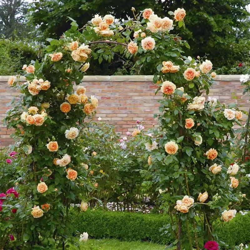 玛格丽特王妃中苗 抗病好 玫瑰月季花苗 种好包邮 盆栽绿植,鲜花速递/花卉仿真/绿植园艺,月季/蔷薇/玫瑰,淘宝优惠券,粉丝福利购,淘宝优惠卷