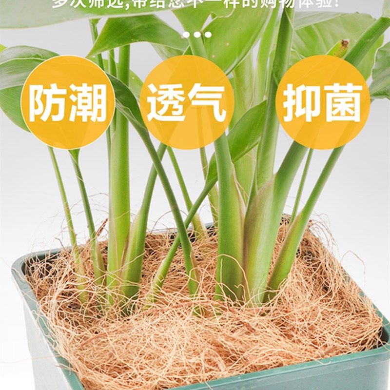 椰丝铺面盆景铺面草花盆土面装饰草丝鸟窝草窝椰丝垫料盆栽椰棕丝,鲜花速递/花卉仿真/绿植园艺,其它园艺用品,淘宝优惠券,粉丝福利购,淘宝优惠卷