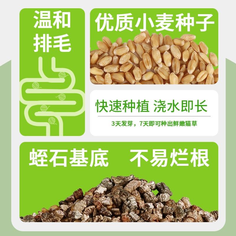 星际喵无土水培猫草罐懒人猫薄荷即食猫草粒猫咪零食盆栽化毛用品,宠物/宠物食品及用品,猫草/猫草片,淘宝优惠券,粉丝福利购,淘宝优惠卷