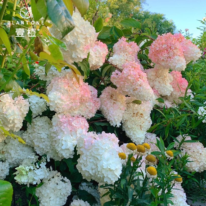 圆锥绣球香草草莓大苗石灰灯北极熊夏日美人绣球花卉庭院阳台盆栽