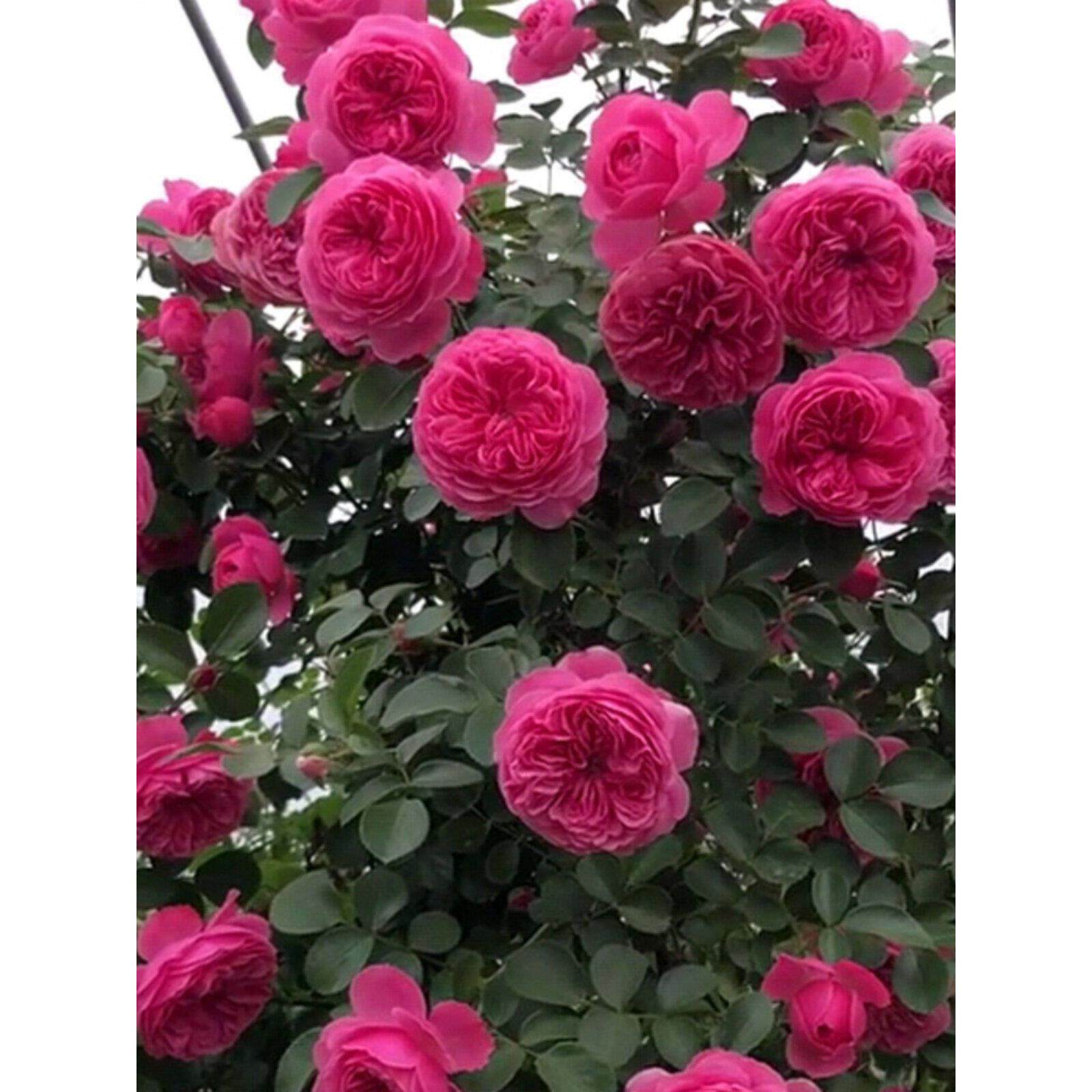 藤本月季花苗龙沙宝石特大蔷薇爬藤四季欧月庭院花卉植物盆栽耐寒