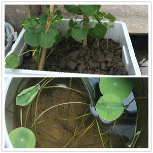 塘泥种植土碗莲睡莲营养土阳台种花种菜花土型通用包邮种植营养土