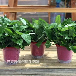 西安绿圃绿植送货上门绿萝盆栽自吸水懒人盆绿航除甲醛净化空气