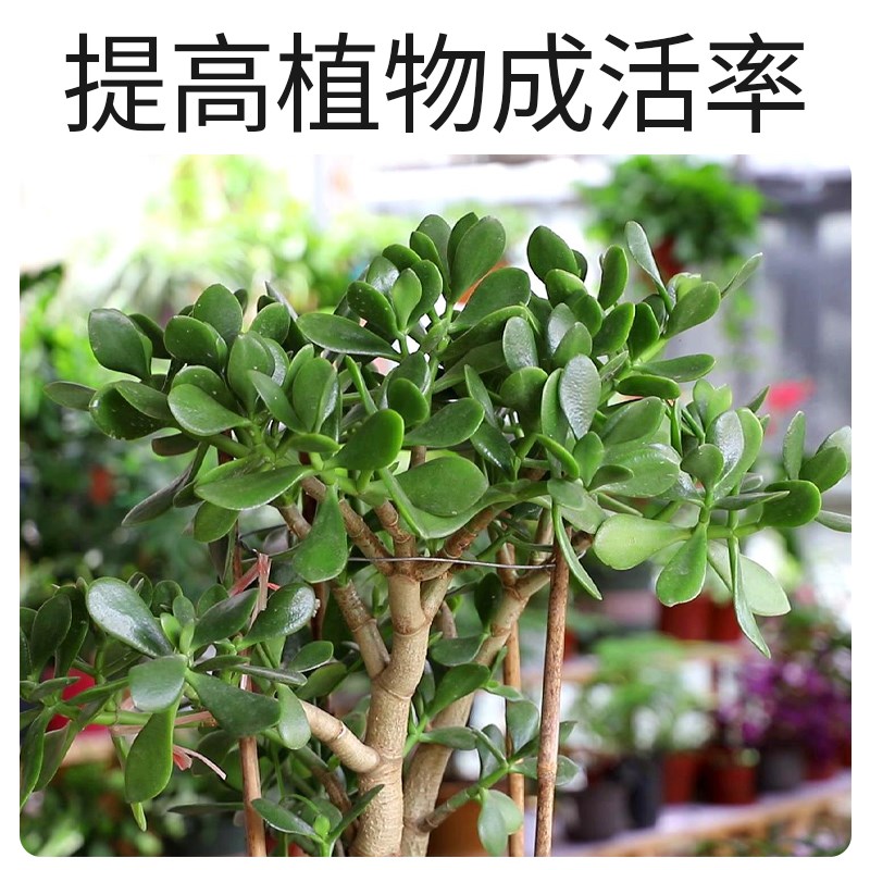 玉树专用营养土花土家用有机种植椰糠盆栽营养液肥料植物园艺土壤