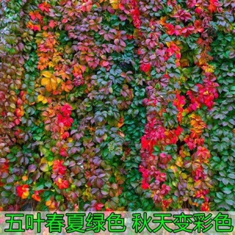 爬山虎爬藤植物四季苗爬墙绿植盆栽室外花卉爬墙花大苗彩色爬墙虎图片