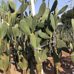 树状米邦塔仙人掌墨西哥仙人掌景观展览设计观赏沙漠仙人掌盆栽