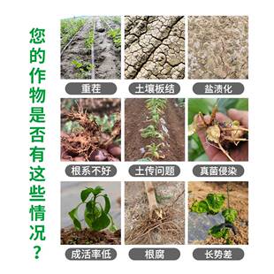 绿陇防BSX根腐病套枯草芽孢杆哈茨木霉菌微餐生酸物菌剂菌矿源黄
