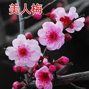 红树苗绿腊梅榆叶梅梅老耐寒植6655物盆梅景梅花桩树阳台盆栽庭院
