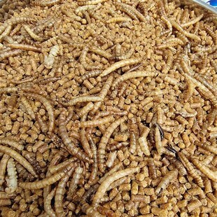 添加黄粉虫干八哥鸟食乌鸫饲料百舌鸟鸟饲料鹩哥鸟粮喜鹊八哥饲料