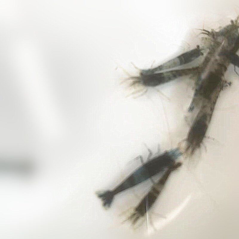 黑蓝色樱花琉璃混捞观赏虾小宠物虾淡水米虾清洁除藻草缸工具虾