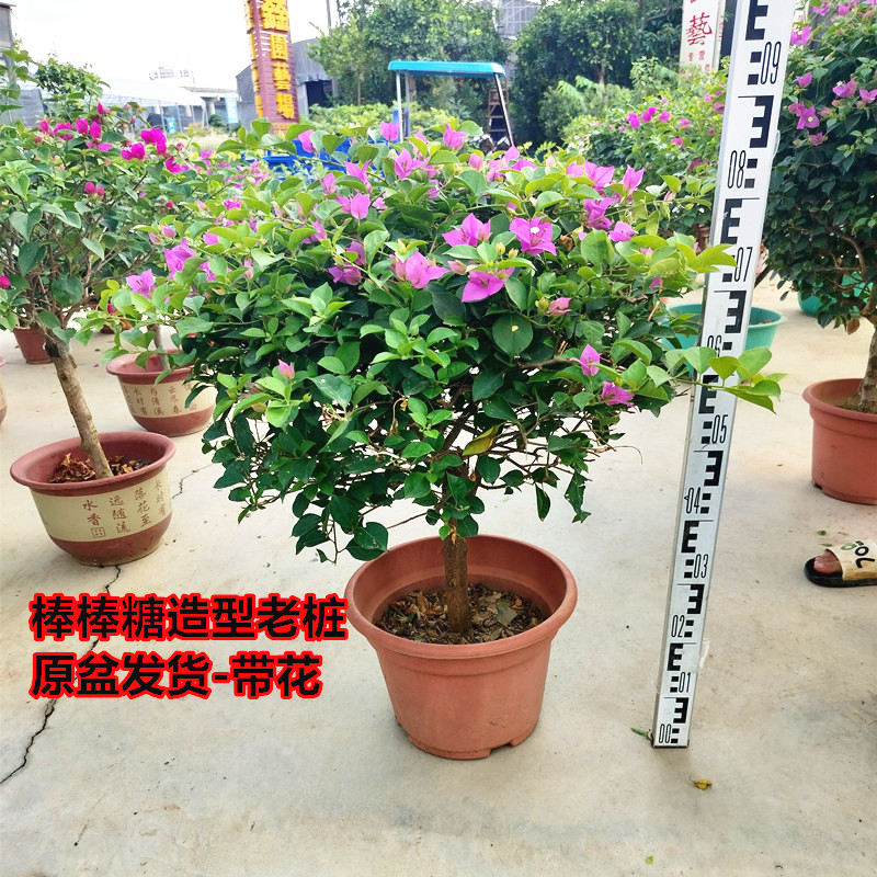 三角梅盆栽带花发货棒棒糖老桩四季开花绿植阳台庭院耐热好养花卉