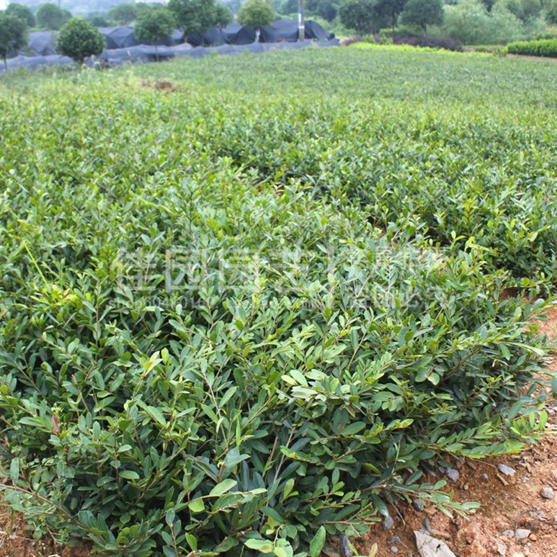 中华蚊母小叶蚊母小苗不落叶树苗春季庭院植物别墅绿化耐寒