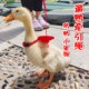 猫狗等宠物适用牵引绳 鸡鸭鹅宠物用品 遛鸭子绳胸背带式 牵引绳子